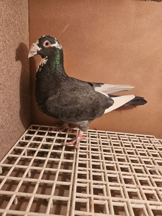 Gołębie staropolskie