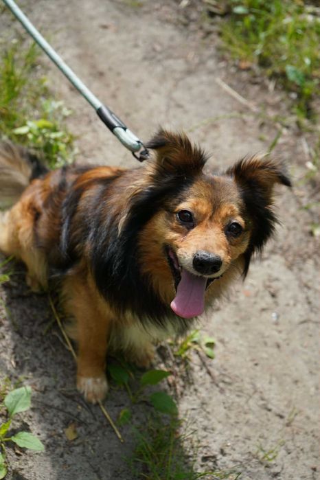 długowłosy psiak w schronisku czeka na adopcje