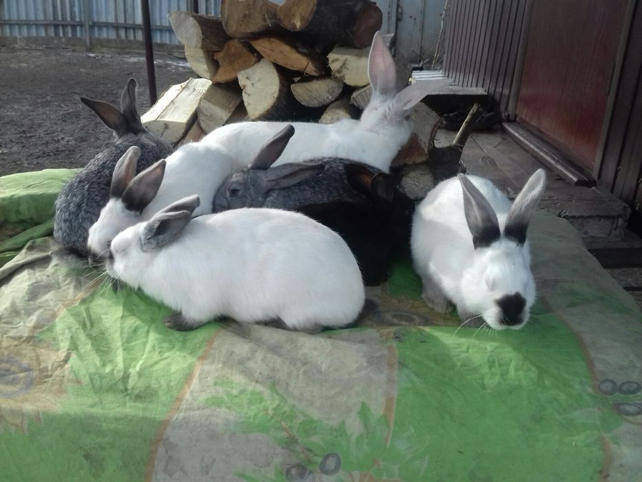 Молоді кролинята