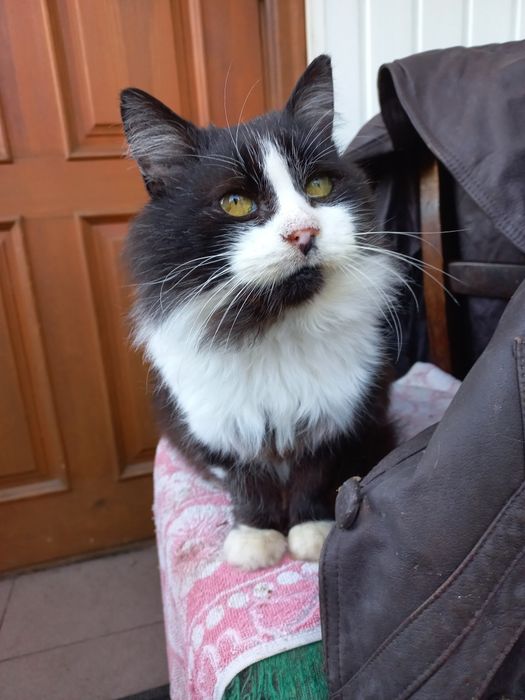 Віддам в добрі турботливі руки