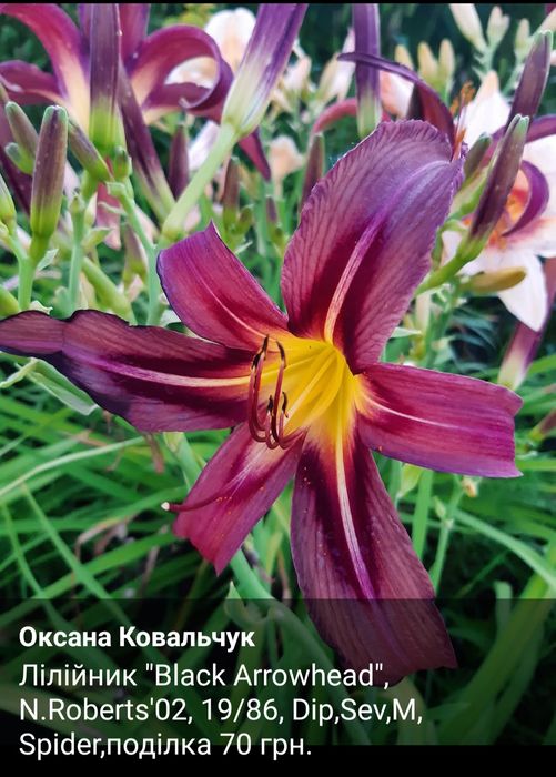 Продам лілійники .