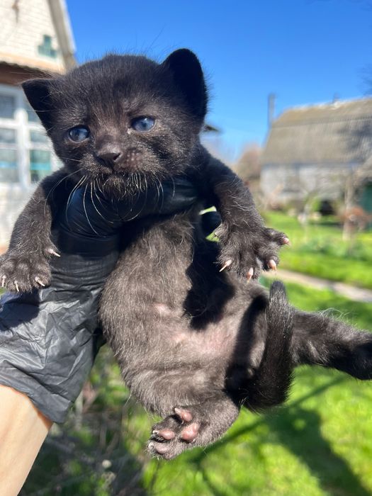 Кошенята віддам в добрі руки