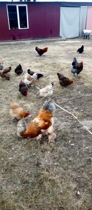 Продам яйця/курчата мішаних курей