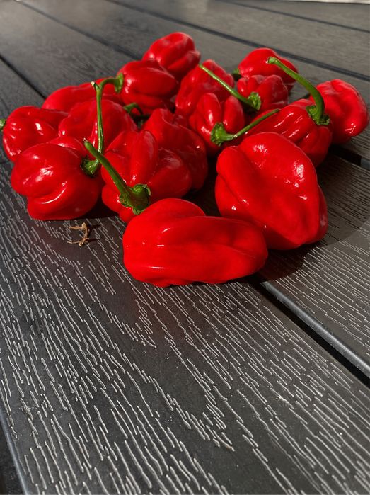 Papryka habnero  11kg