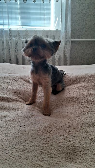 Міні йорк шукає наречену.В'язка