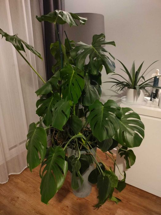 Kwiatek Monstera sprzedam