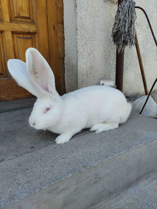 Сірий і білий велетень ,струкач вага батьків 9кг