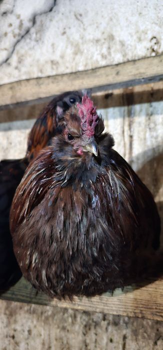 Koguty wlasnego lęgu