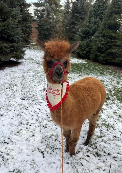 Alpaka Alpaca Huacaya samica