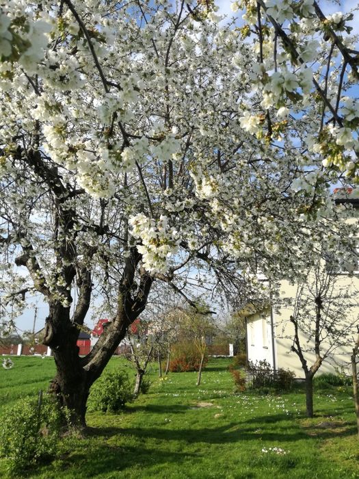 Usługi ogrodnicze/ złota rączka