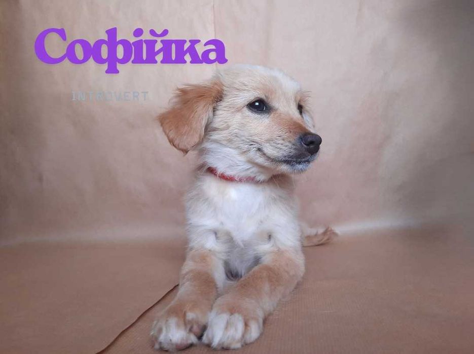 Цуценята Дівчатка Шукають родину