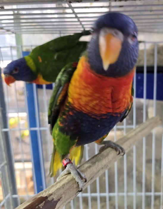 Papagaio lory demosticados