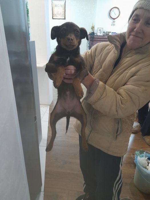 Віддам в добрі руки собачку