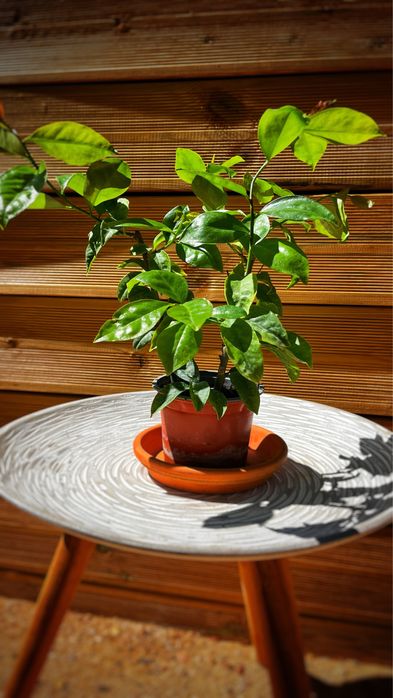 Pereskia aculeata - Ora-pro-nobis   Plantas e Flores para Jardim  plants flowers garden