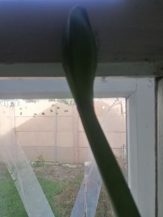 Гіпеаструм ( амариліс )