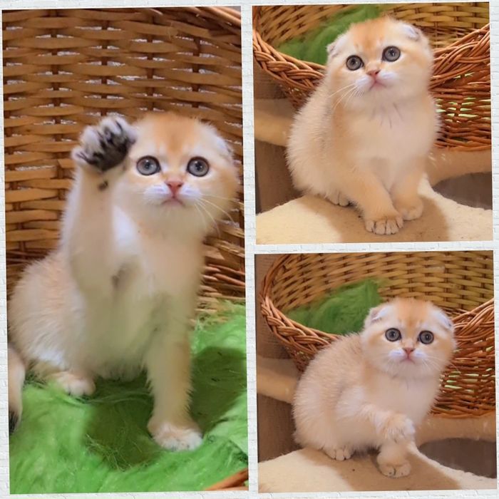 Девочка красавица золотая