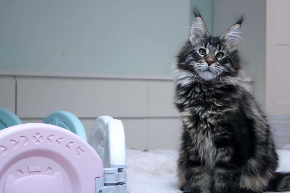 Kochany kocurek maine coon