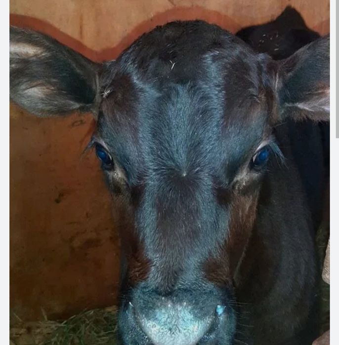 Телятко,бичок,темно коричневе