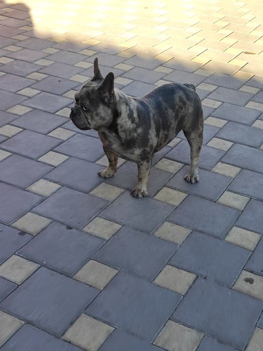 Дівчинка чорна мерлле.