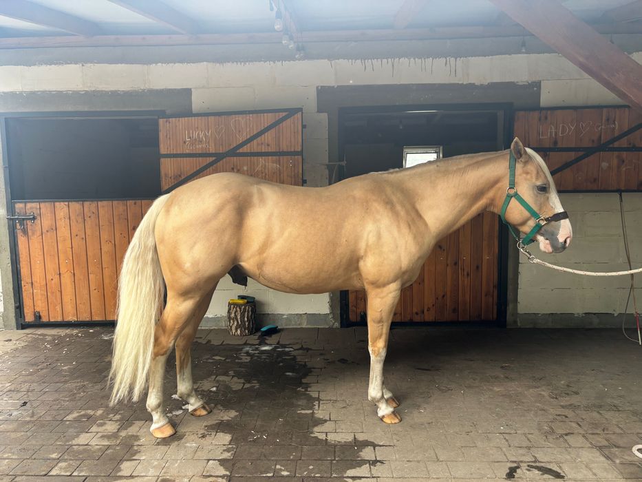 Koń aqh izabel western palomino nie śląski, małopolski, folblut