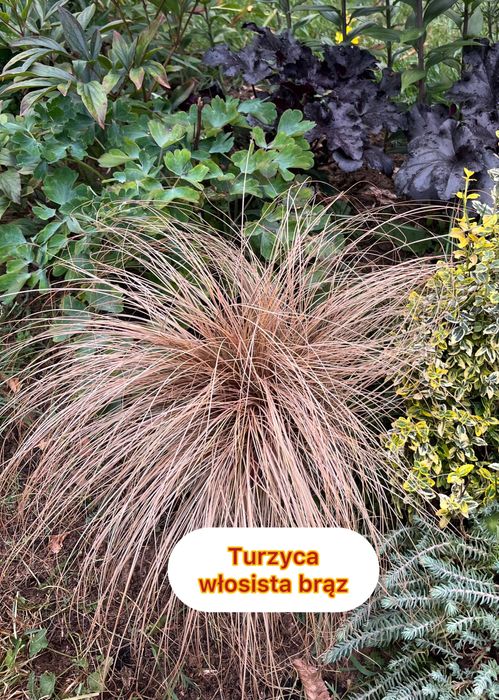 Trawa ozdobna turzyca włosista duża sadzonka