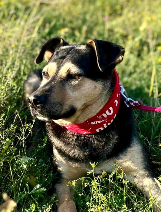 Gabi prosi o dom ...