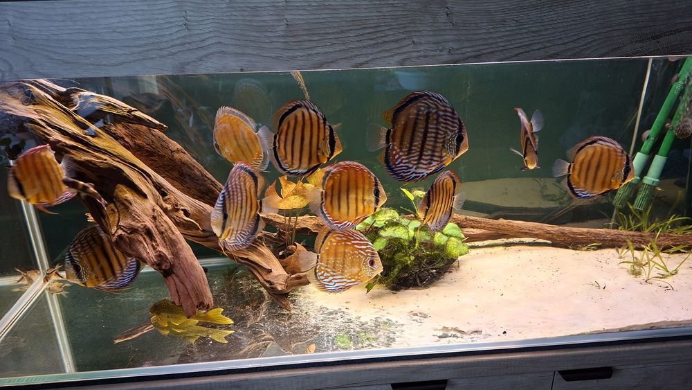 Discus semi royal I brown