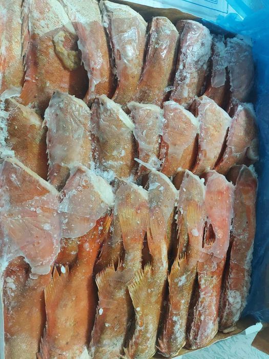 Морський окунь с/м без голови 500 грам. Ціна вказана за 1 кг.