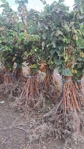 SUPER Sadzonki malin jesiennych Dobrze UKORZENIONE