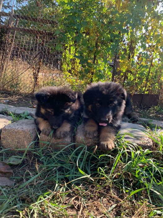 Продам щенков немецкой овчарки