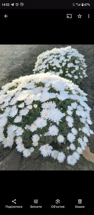 Хризантема шаровидна(мультифлора)