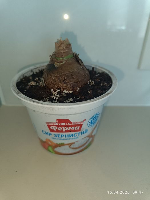 Гиппеаструм амариллис Clown