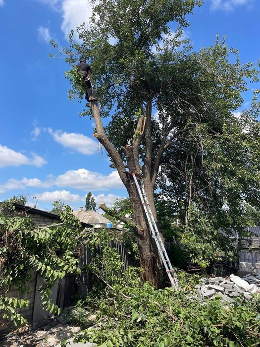 Спил деревьев Бесплатный вывоз