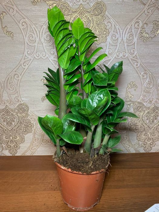 Заміокулькас Зензі