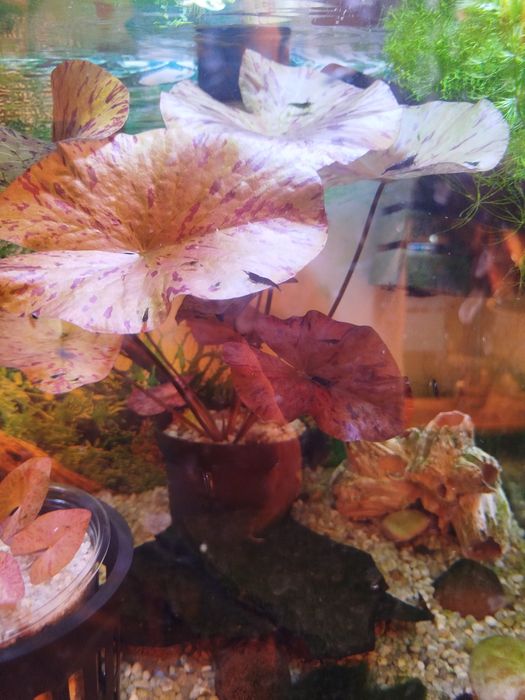 Lotos Tygrysi  Czerwony - piękne sadzonki -2 szt