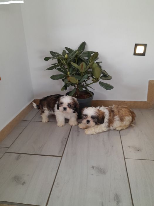 Śliczny piesek shih tzu