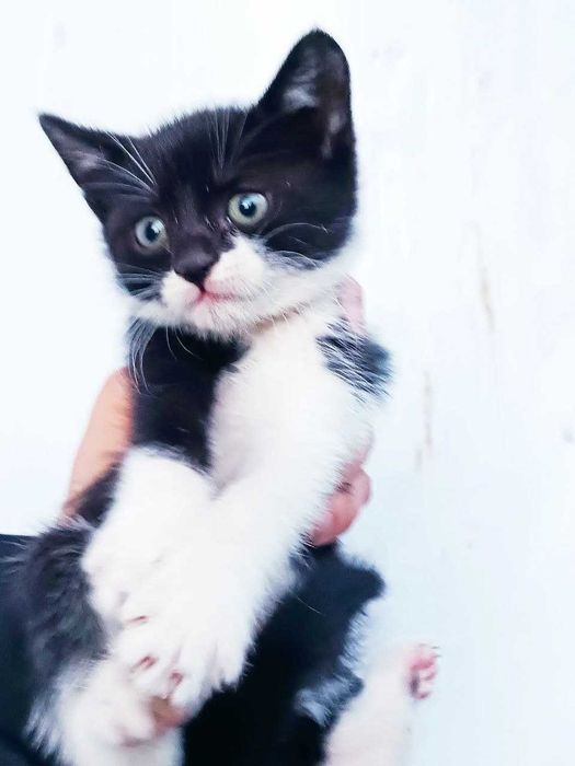 Котенок котята малыши бесплатно