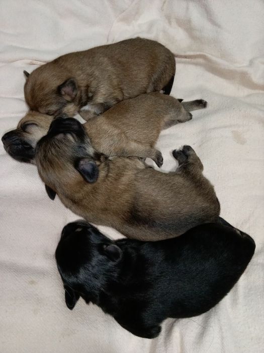 Вязка  собаки мальчика чихуахуа