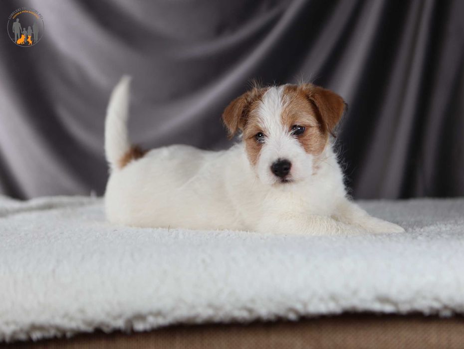 Jack Russell Terrier ZKwP FCI piesek rezerwacja