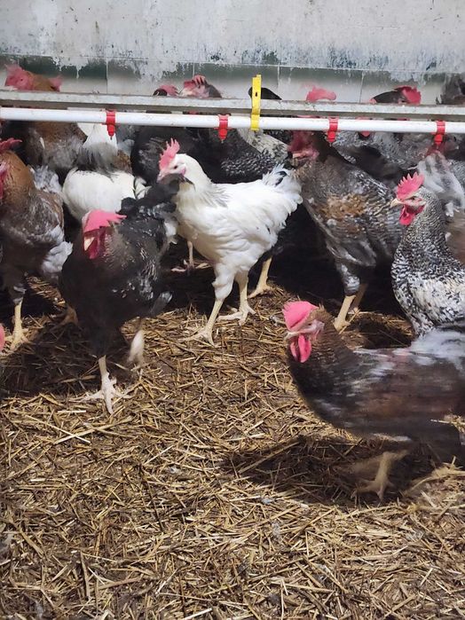 Kury nioski młode Rosa z wolnego wybiegu. Leghorn z jajkiem. Dowóz.