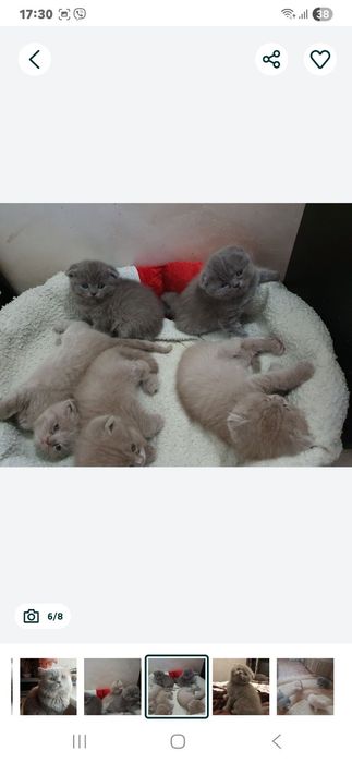 В'язка Шотландський прямоухий