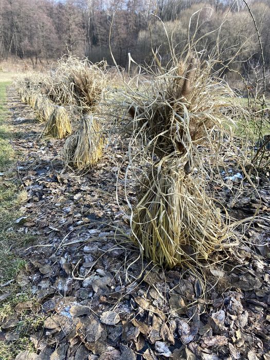Злаки декоративні, пенісетум, міскантус