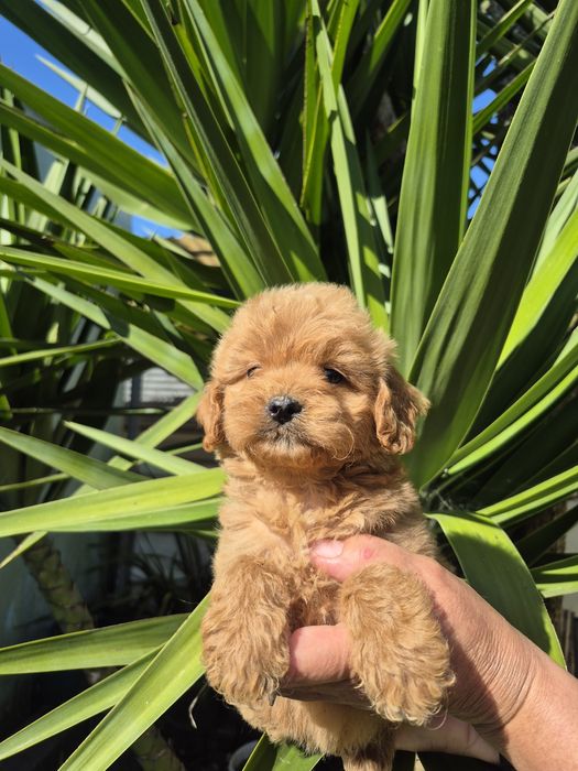 Maltipoo fofinho