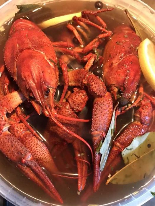 Продам живые свежие раки между наличие креветка рыба