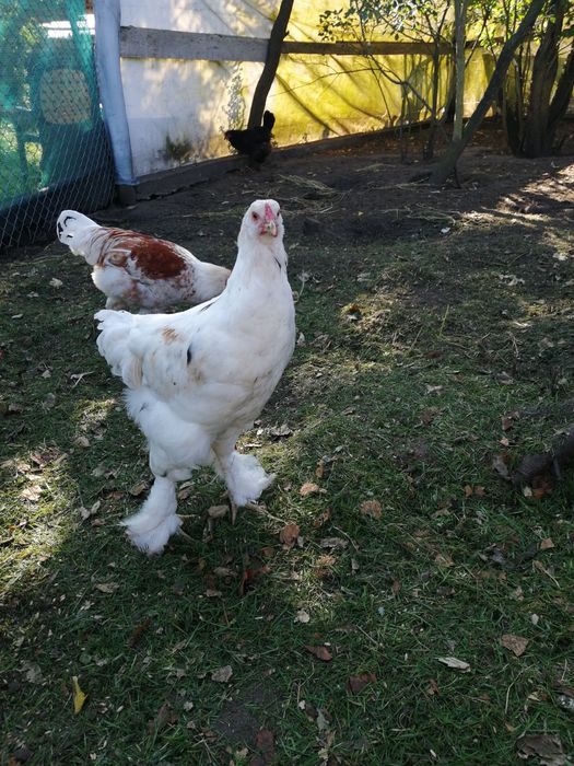 Sprzedam koguty młode