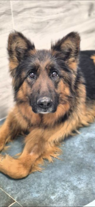 Przepiękna suczka w typie owczarka niemieckiego do adopcji