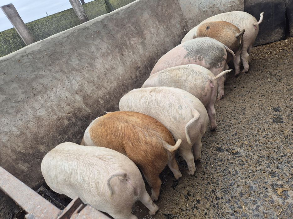 Свині живою вагою. По 60 грн