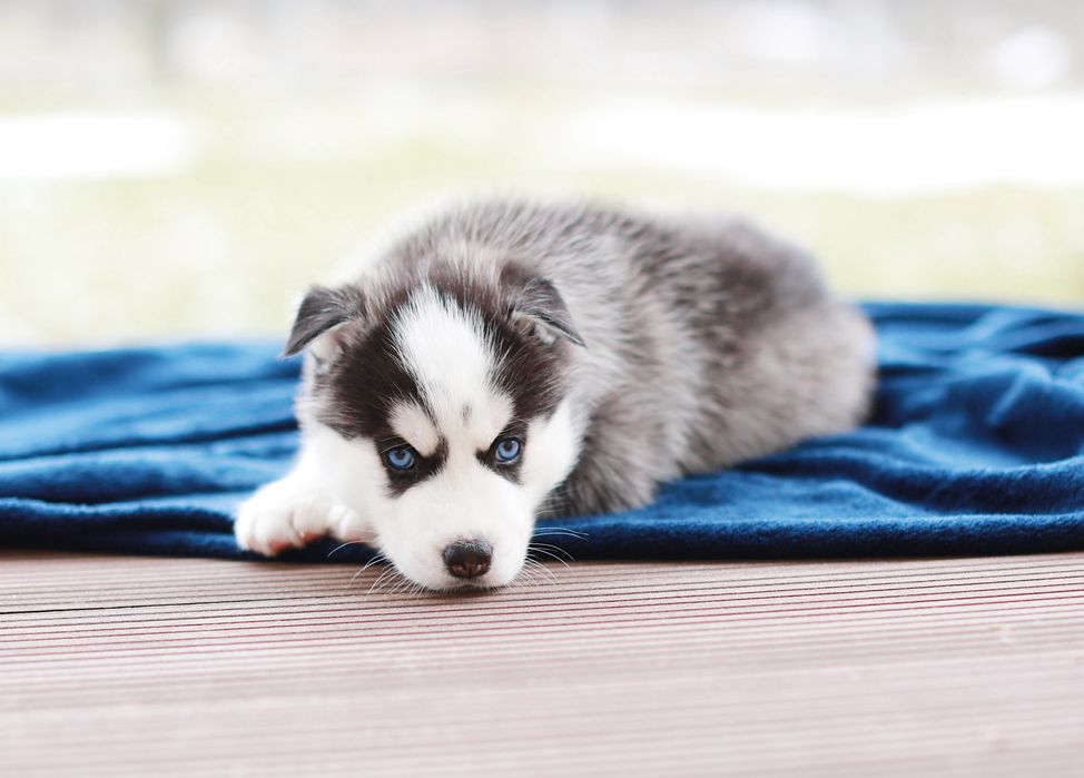 Шикарний хлопчик хаскі. КСУ.