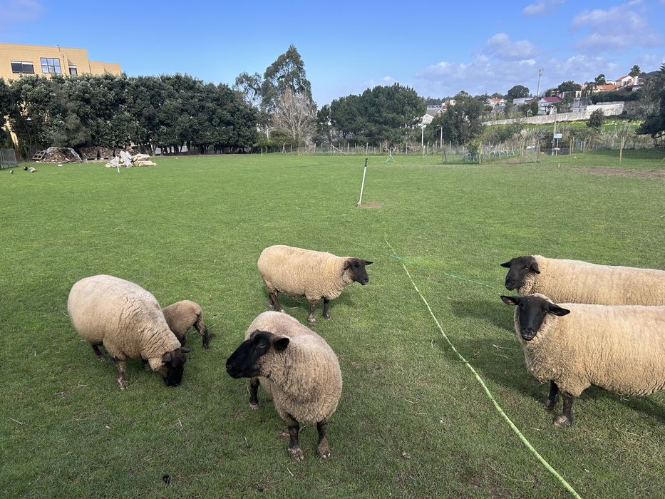 Vendo rebanho suffolk