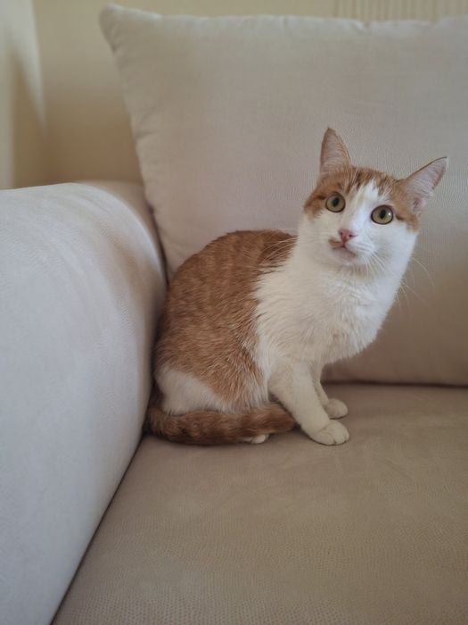 Кастрированный бело-рыжий котёнок-подросток ищет дом! Отдам в хорошие